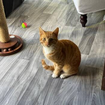 Domestic Short Hair Cats Available for Adoption - Baby The Orange Tabby | PetCurious