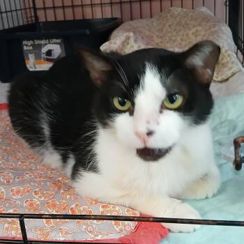 Domestic Short Hair Cats Available for Adoption - Ohtani | PetCurious