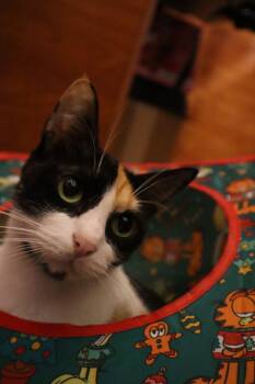 Domestic Short Hair Cats Available for Adoption - Flower | PetCurious