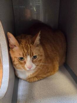 Cheddar -  Domestic Short Hair Cat for Adoption in Liverpool, New York - Cheddar | PetCurious