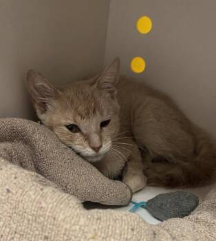 Sunshine -  Domestic Short Hair Cat for Adoption in Austin, Texas - Sunshine | PetCurious