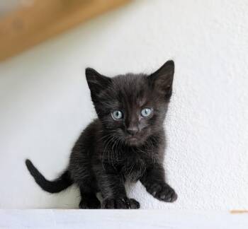 Cornbread -  Domestic Short Hair Cat for Adoption in Omaha, Nebraska - Cornbread | PetCurious