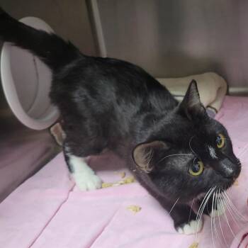 Hildalgo -  Domestic Short Hair Cat for Adoption in Plover, Wisconsin - Hildalgo | PetCurious
