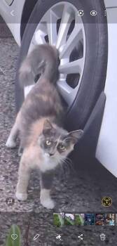 Domestic Long Hair Cats Available for Adoption in Naranjito, Naranjito - Coralito | PetCurious