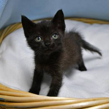 Kennedy -  Domestic Short Hair Cat for Adoption in Beaumont, Texas - Kennedy | PetCurious