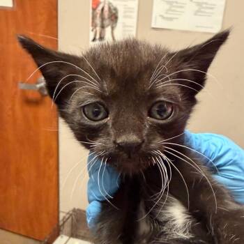 Domestic Short Hair Cats Available for Adoption in Yuma, Arizona - Chisel | PetCurious