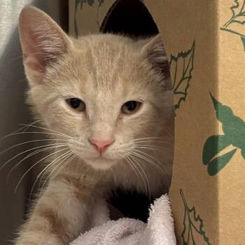 CLUB -  Domestic Short Hair Cat for Adoption in St. Louis, Missouri - CLUB | PetCurious