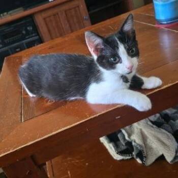 James -  Domestic Short Hair Cat for Adoption in Tallahassee, Florida - James | PetCurious