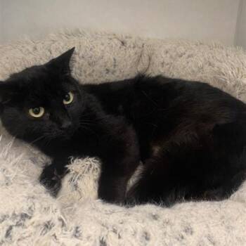 Domestic Short Hair Cats Available for Adoption - Peggy | PetCurious