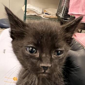 Celeste -  Domestic Short Hair Cat for Adoption in Las Cruces, New Mexico - Celeste | PetCurious