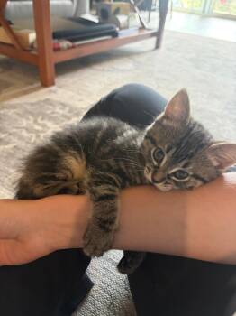 Gnocchi -  Domestic Short Hair Cat for Adoption in Davis, California - Gnocchi | PetCurious