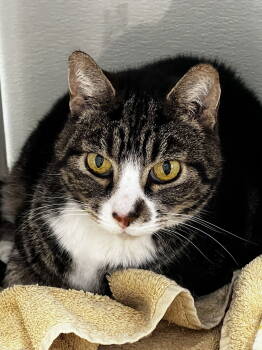 Rescue Tabby and Domestic Short Hair Cats for Adoption in Georgetown, Kentucky - Frankie | PetCurious