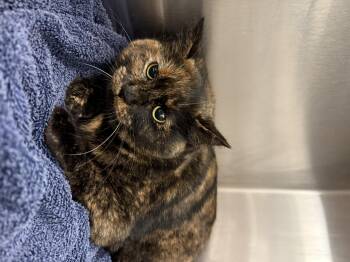 Domestic Short Hair Cats Available for Adoption - Jasmine | PetCurious