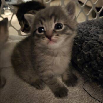 Domestic Short Hair and American Bobtail Cats Available for Adoption in Jasper, Indiana - Zing | PetCurious