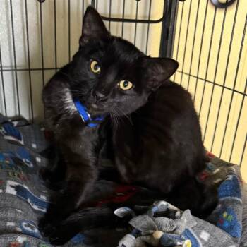 Mittens -  Domestic Short Hair Cat for Adoption in Saginaw, Michigan - Mittens | PetCurious
