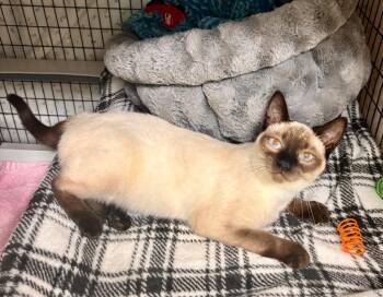 Domestic Short Hair Cats Available for Adoption in Grants Pass, Oregon - Chloe | PetCurious