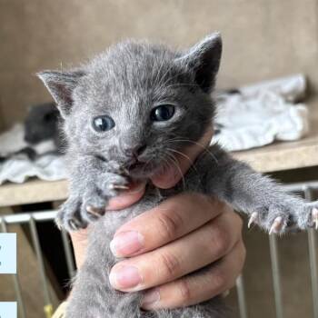 Domestic Short Hair Cats Available for Adoption in Tampa, Florida - Schmidt | PetCurious