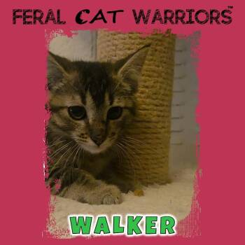 Walker -  Domestic Short Hair Cat for Adoption in Kingman, Arizona - Walker | PetCurious