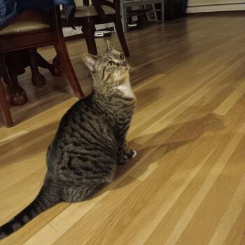 Rosie Bud -  Domestic Short Hair Cat for Adoption in Melrose, Massachusetts - Rosie Bud | PetCurious
