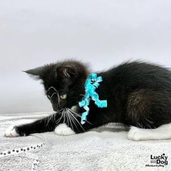 Domestic Short Hair Cats Available for Adoption in Washington, District Of Columbia - Kurt | PetCurious