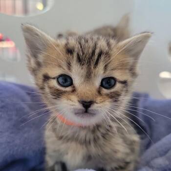 Manhattan in Street, MD -  Domestic Short Hair Cat for Adoption - Manhattan In Street, MD | PetCurious