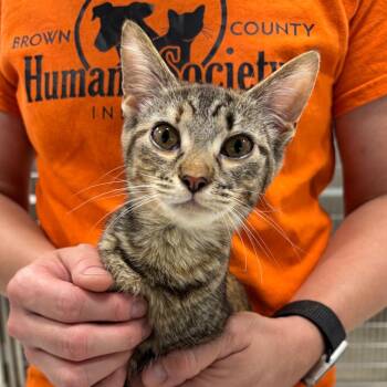 Chip -  Domestic Short Hair Cat for Adoption in Nashville, Indiana - Chip | PetCurious