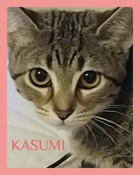 KASUMI -  Tabby Cat for Adoption in Lawton, Oklahoma - KASUMI | PetCurious