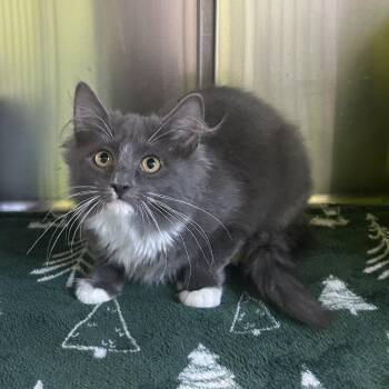 Strawberry -  Domestic Medium Hair Cat for Adoption in Emporia, Kansas - Strawberry | PetCurious