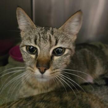 Domestic Short Hair Cats Available for Adoption in Fort Bragg, California - Cleo | PetCurious