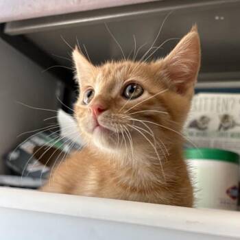 Cheeto -  Domestic Short Hair Cat Available for Adoption in Salt Lake City, Utah - Cheeto | PetCurious
