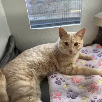 Domestic Short Hair Cats Available for Adoption - Bazinga | PetCurious