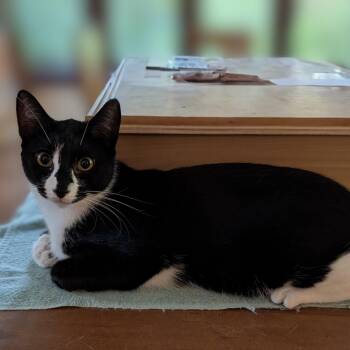 Rescue Domestic Short Hair Cats for Adoption in Norwalk, Connecticut - Dayton | PetCurious