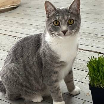 Domestic Short Hair Cats Available for Adoption - Parker And Marcy  | PetCurious