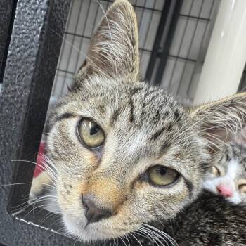 Domestic Short Hair Cats Available for Adoption in Ridgely, Maryland - General Tso | PetCurious