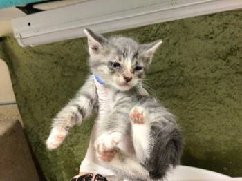 Domestic Short Hair Cats Available for Adoption in Riverside, California - OLIVE | PetCurious