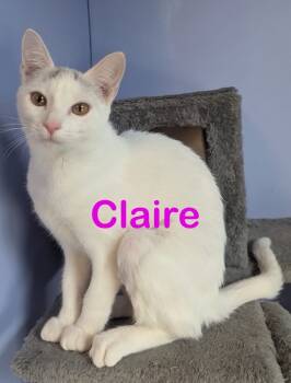 Rescue Domestic Short Hair Cats for Adoption in New Bern, North Carolina - CLAIRE Kitten | PetCurious