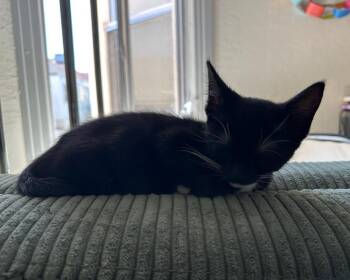 Lantana (Bonded with Marigold) -  Domestic Short Hair Cat for Adoption in San Francisco, California - Lantana (Bonded With Marigold) | PetCurious