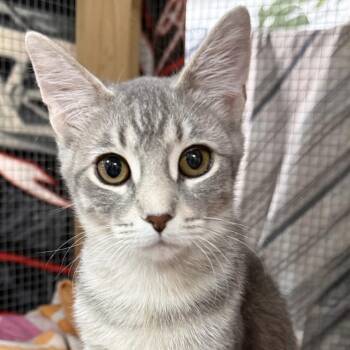 Dusty -  Domestic Short Hair Cat Available for Adoption in Traverse City, Michigan - Dusty | PetCurious