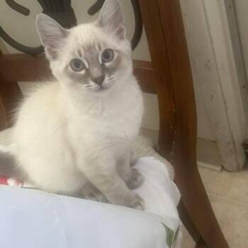 Lumos -  Domestic Short Hair Cat for Adoption in Buellton, California - Lumos | PetCurious
