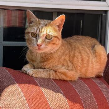 Delta -  Domestic Short Hair Cat for Adoption in Pardeeville, Wisconsin - Delta | PetCurious