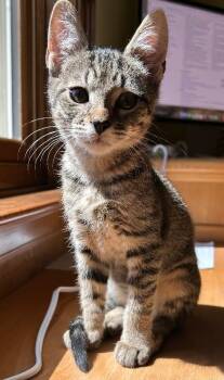 Opie -  Domestic Short Hair Cat for Adoption in Fort Collins, Colorado - Opie | PetCurious