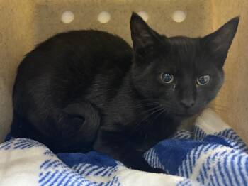 Gerard -  Domestic Short Hair Cat for Adoption in Powell, Ohio - Gerard | PetCurious
