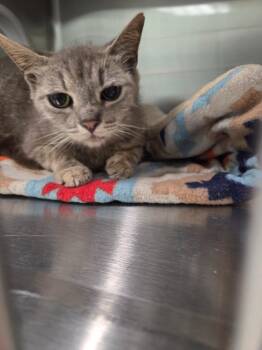 Mittens -  Domestic Short Hair Cat for Adoption in Athens, Tennessee - Mittens | PetCurious
