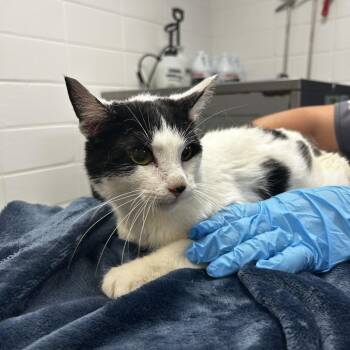 Dipper -  Domestic Short Hair Cat for Adoption in Spruce Pine, North Carolina - Dipper | PetCurious