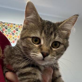 Pearl -  Domestic Short Hair Cat for Adoption in Chico, California - Pearl | PetCurious