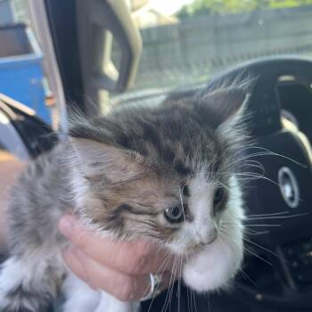 Domestic Medium Hair Cats Available for Adoption in Lake Jackson, Texas - MoonPie | PetCurious