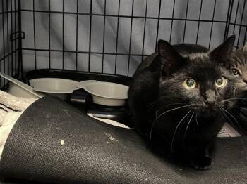 Rescue Domestic Short Hair Cats for Adoption in Kent, Washington - BARN CAT LAMASSU | PetCurious