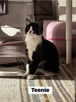 Domestic Short Hair Cats Available for Adoption in Washington Township, New Jersey - Teenie | PetCurious