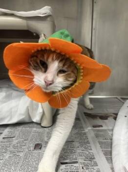 Domestic Short Hair Cats Available for Adoption in Largo, Florida - Cheesecake | PetCurious