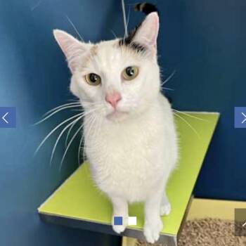 Munchkin -  Domestic Short Hair Cat for Adoption in Chapel Hill, North Carolina - Munchkin | PetCurious